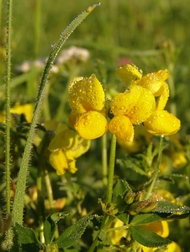 Lotus corniculatus