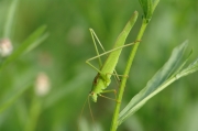 Gemeine Sichelschrecke