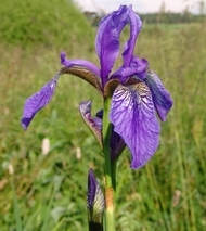 Iris sibirica